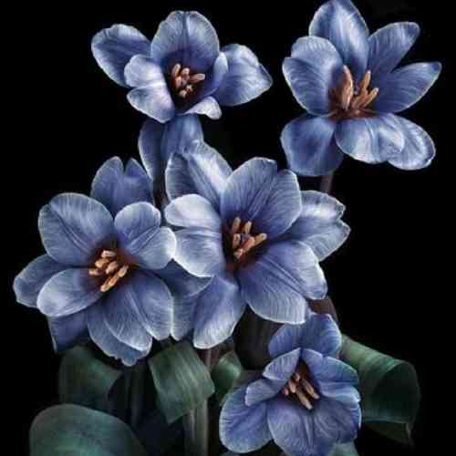 شهریار قزوینی تی دا بمیرم